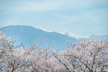 桜と雪の常念岳