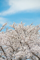 青空と満開の桜
