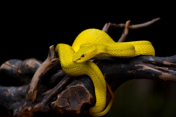 close up of a yellow snake