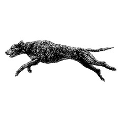 Irish Wolf Hound hand drawing. Vector illustration isolated on background.