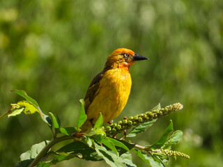 Cape weaver isolated against a green background in nature