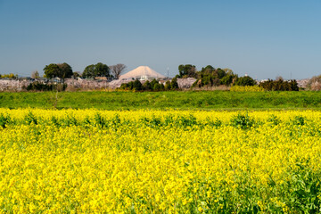 富士山と菜の花
