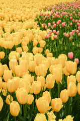 黄色とピンク色のチューリップが並んで咲いている花壇