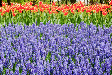 青いムスカリと赤に黄色の混ざった花びらのチューリップが並んで咲いている写真