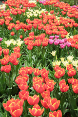 赤に黄色が混ざった花びらのチューリップが並んで咲いている写真