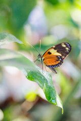 Fototapeta na wymiar Small Butterfly, Key West