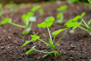 Zucchini seedling in a garden