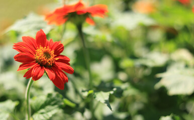 flowers and leaves.