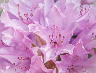 Pale pink Rhododendron flower petals. Floral background. Soft focus
