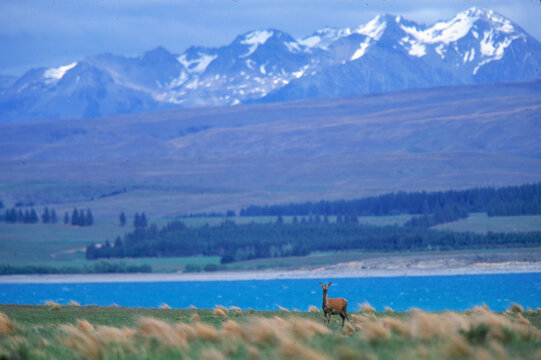Farm raised deer graze by the side of  Lake Tekapo.  New Zealand's Southern Alps are in the background.