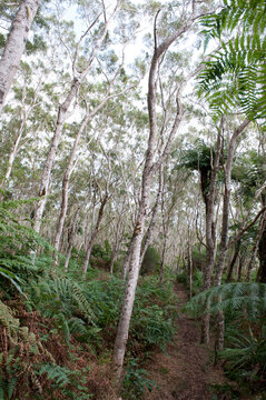 The tamarind tree and fern bordered hiking path in Piton Plaine