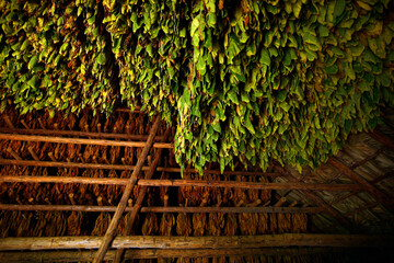 Tobacco in the Vinales Valley, in the Pinar del Rio Province of Cuba.