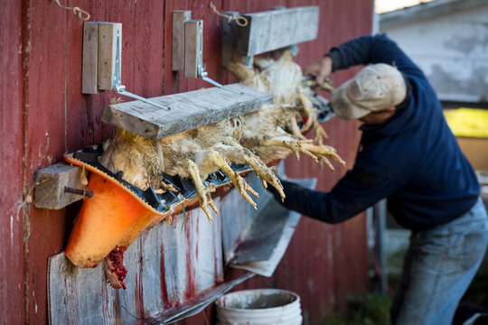 Man butchering chickens inÂ slaughterhouse, Elk Hart Lake, Wisconsin, USA