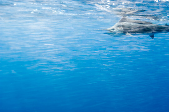 A sailfish in fast motion underwater near the surface.