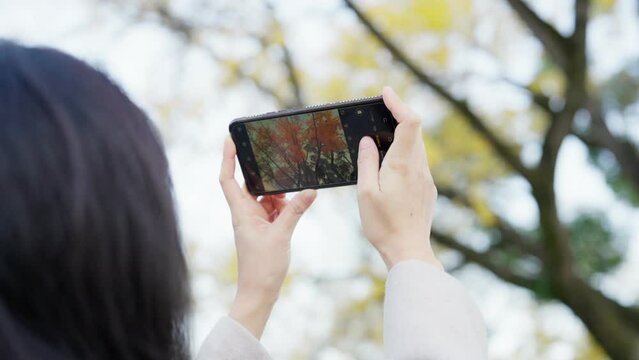 Asian woman taking photo ginkgo tree by mobile smartphone. Travel destination and vacation holiday