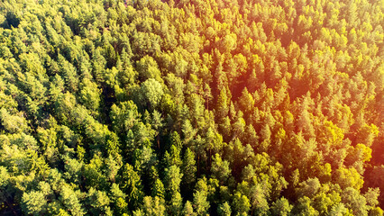 Coniferous forest from a height, photo from a quadrocopter, sunlight on a bright sunny day
