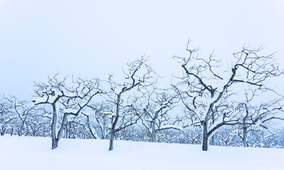 Fototapeta na wymiar orchard in winter. persimmon tree. 冬の果樹園。柿の木