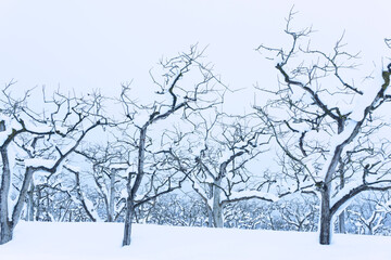 orchard in winter. persimmon tree.  冬の果樹園。柿の木