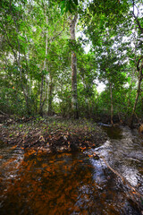 A creek flowing deep in the lush rainforest close to the Guaporé-Itenez river, near the Fazenda Laranjeiras farm, Rondonia state, Brazil, on the border with Beni Department, Bolivia