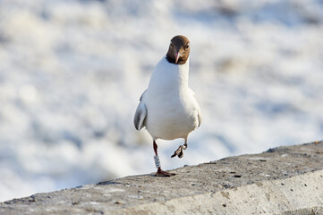 A seagull stands on a gray concrete parapet