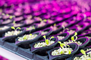 Seed germination process for hydroponics planting. Sustainable Agriculture. Hydroponics based...