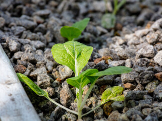 Sustainable Agriculture. Hydroponics based production method farm. Wellness, healthy and sustainable food sourcing concept. Vertical Farming.