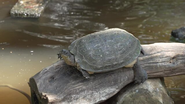Large Turte Resting on Tree Bark in Pond