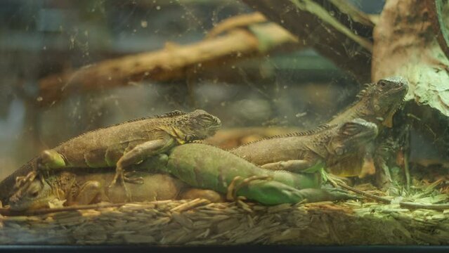 Exotic Green Iguanas Resting Inside The Glass Terrarium Enclosure. Close up
