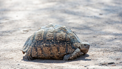 Leopard Tortoise (Stigmochelyspardalis) Kgalagadi Transfrontier Park, South Africa