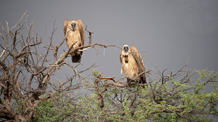 White-backed Vulture (Gyps africanus) Kgalagadi Transfrontier Park, South Africa