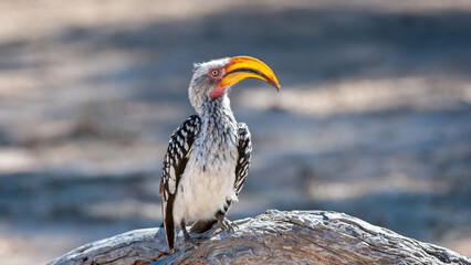 Southern Yellow-billed Hornbill ( Tockus leucomelas) Kgalagadi Transfrontier Park, South Africa