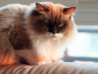 Cute ragdoll cat with big black face sitting on the edge of sofa enjoy the sun shine, cozy pet at...