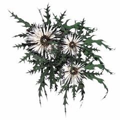 wild field grass, top view, isolated on white background, 3D illustration, cg render