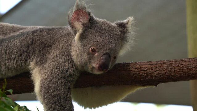 Close up shot of an arboreal marsupial, cute koala, phascolarctos cinereus lying on top of tree log, falling sleep during the day, Australian native wildlife species.