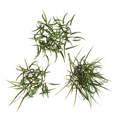 wild field grass, top view, isolated on a transparent background, 3D illustration, cg render