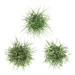 wild field grass, top view, isolated on a transparent background, 3D illustration, cg render