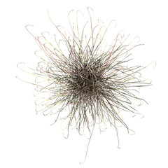 wild field grass, top view, isolated on a transparent background, 3D illustration, cg render
