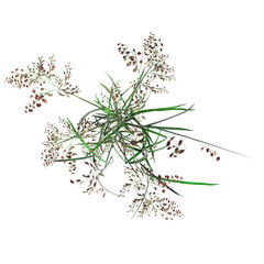 Obraz na płótnie Canvas wild field grass, top view, isolated on a transparent background, 3D illustration, cg render