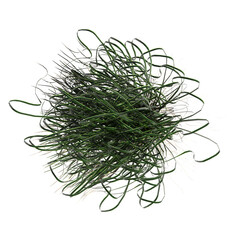 wild field grass, top view, isolated on a transparent background, 3D illustration, cg render