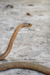 Venomous snake dangerous. Side face of Golden Equatorial spitting cobra (Naja sumatrana) can spray...