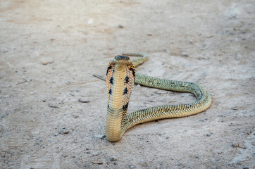 Venomous snake dangerous. Golden Equatorial spitting cobra (Naja sumatrana) can spray venom to the...