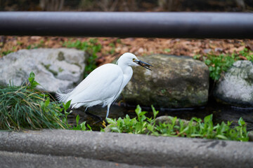 緑道の鳥