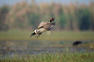 Northern pintail bird flying with use of selective focus