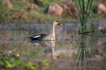 Indian spot billed duck in its habitat. Close up, selective focus.