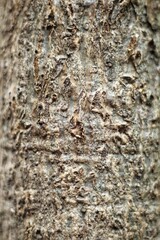 wood texture from a frangipani tree trunk. close up. wooden pattern. background of nature.