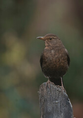 female blackbird in winter time