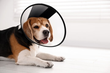 Adorable Beagle dog wearing medical plastic collar on floor indoors, space for text