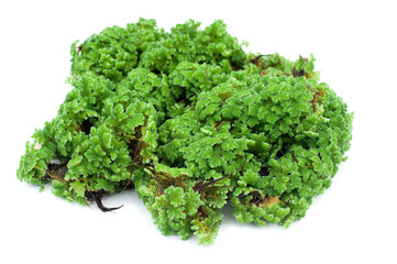 Green floating Azolla Pinnata (Azolla microphylla) isolated on white background. Used as an ingredient in animal feed.
