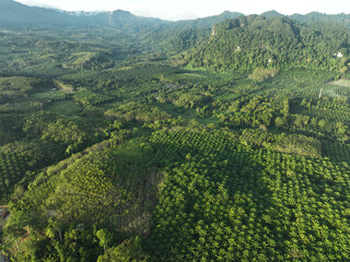 Aerial shot of the palm grove with green trees forest in the morning,palm grove and shadows from palm trees,Amazing nature trees background