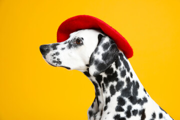 Adorable Dalmatian dog wearing red beret on yellow background